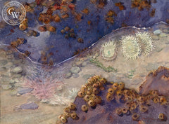 Tide Pools, California art by Frank LaLumia. HD giclee art prints for sale at CaliforniaWatercolor.com - original California paintings, & premium giclee prints for sale