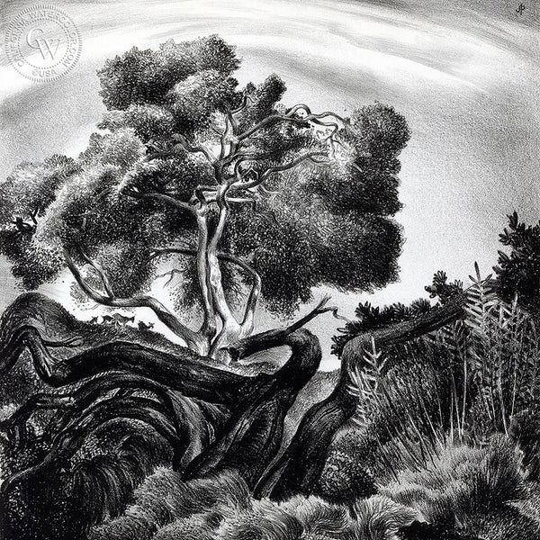 Live Oak Canyon, 1938, California art by James Hollins Patrick. HD giclee art prints for sale at CaliforniaWatercolor.com - original California paintings, & premium giclee prints for sale