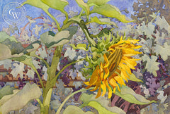 Mammoth Sunflower with Black Manukka, a California watercolor painting by Carolyn Lord. HD giclee art prints for sale at CaliforniaWatercolor.com - original California paintings, & premium giclee prints for sale