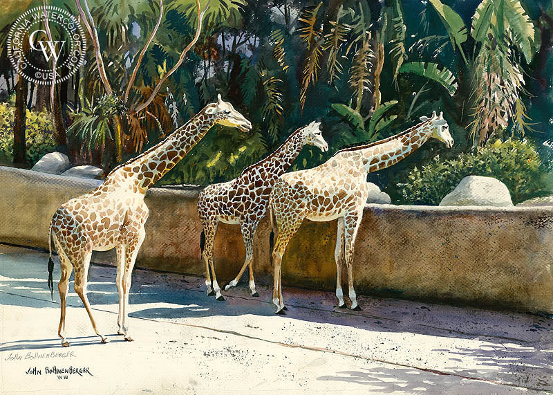 Giraffes, watercolor painting by John Bohnenberger  (American art). Fine art giclée print reproduction by California Watercolor for wall decor.