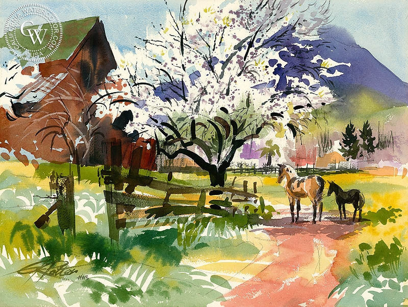 Almond Blossoms, Clayton, 1969, watercolor painting by Ken Potter  (American art). Fine art giclée print reproduction by California Watercolor for wall decor.
