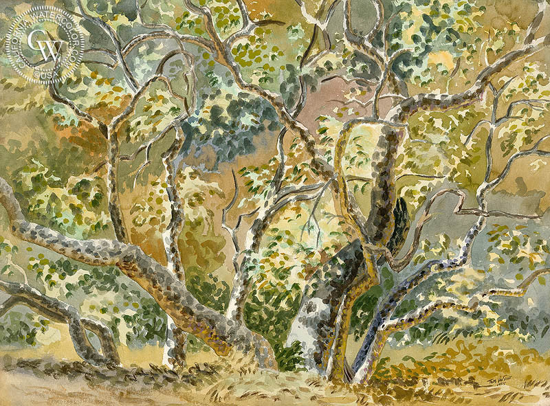Sycamore Forest, 1955, watercolor painting by Tom Van Sant  (American art). Fine art giclée print reproduction by California Watercolor for wall decor.